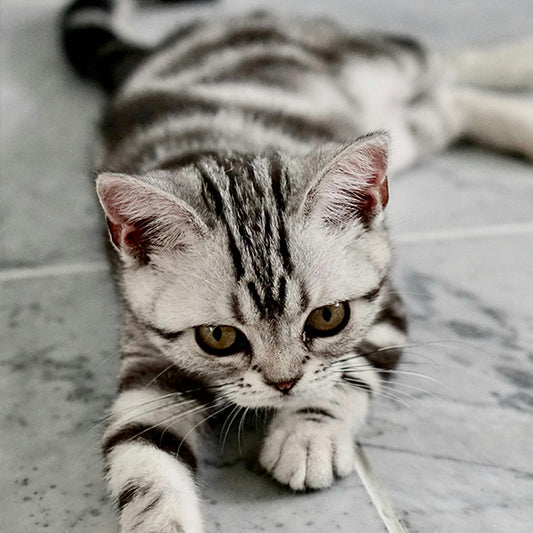 The Top 10 Ways to Keep Your Kittens Entertained with a Scratching Post