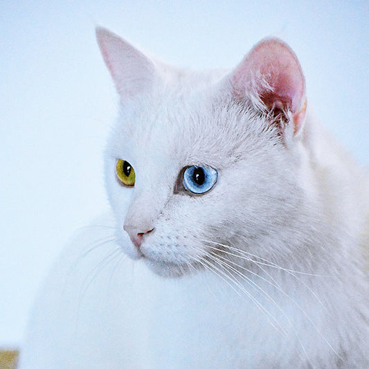 The Top 10 Ways to Manage Diabetes in Cats