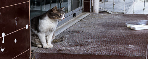 The Top 10 Ways to Slow Mental Decline in Older Cats