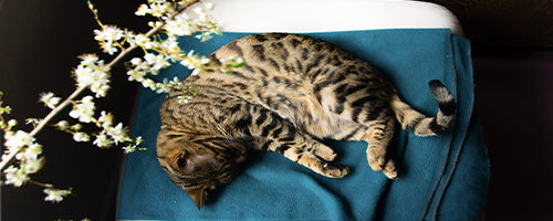 The Top Cat Favorites: An Expert's Guide