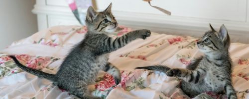 The Top Secrets to Taming ADHD Cats