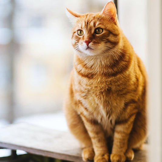 The Truth About Keeping Cats as Pets