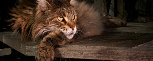 The Ultimate Guide to Cat Trees for Large Cats