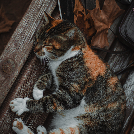 The Ultimate Guide to Eliminating Cat Worms
