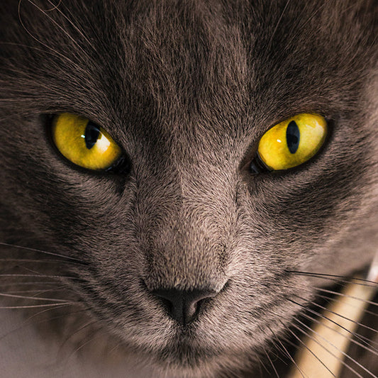The Ultimate Guide to Handling Aggression in Your Feline Friend
