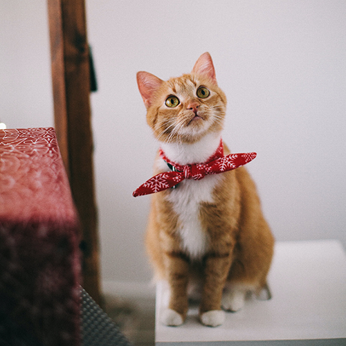 The Ultimate Guide to Love and Meow-piness