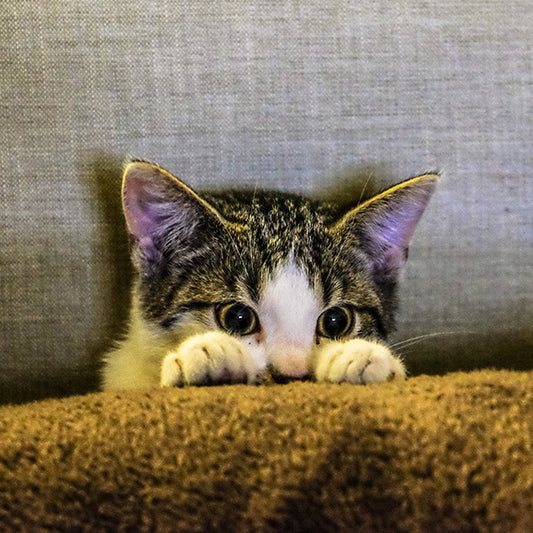 The Ultimate Guide to Raising Cats