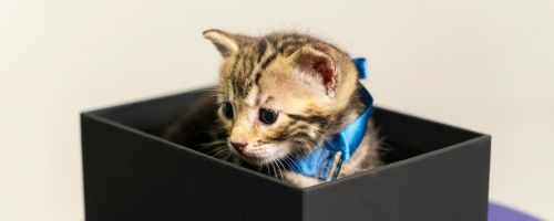 The Ultimate Guide to Teaching Kittens to Use the Cat Litter Box