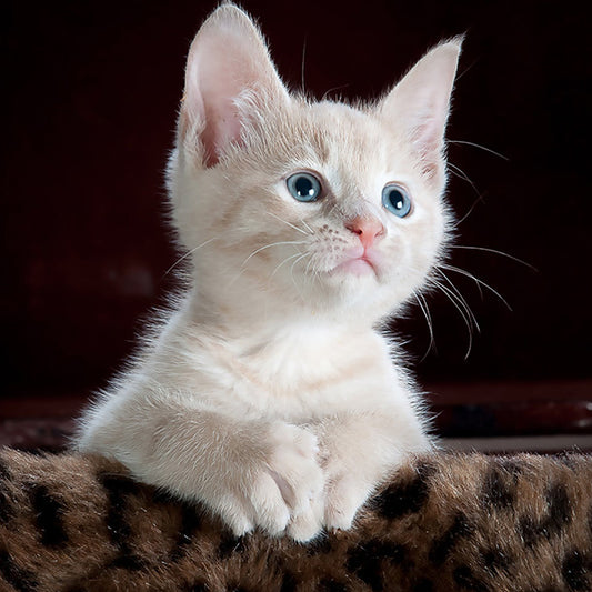 The Ultimate Guide to Teaching Your Cat to Flush!