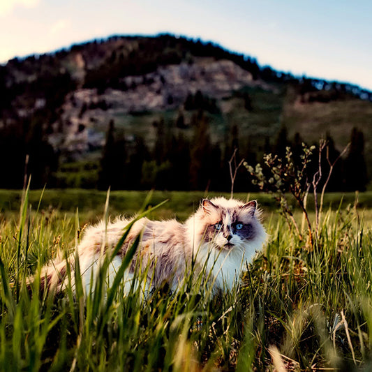 The Ultimate Guide to Teaching Your Cat to Go Outside