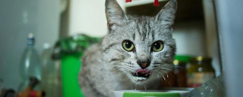 Top 10 Must-Have Ingredients for a Healthy Cat Diet