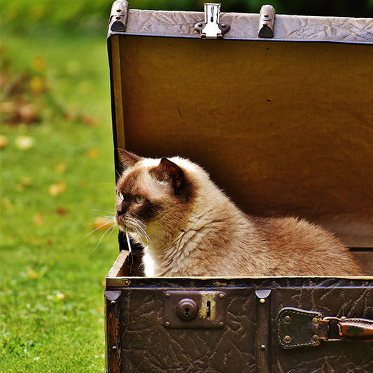 Top 3 Tips for Traveling with Your Kitten