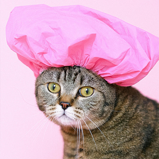 Top Tips for Taking Care of Your Post-Surgery Cat