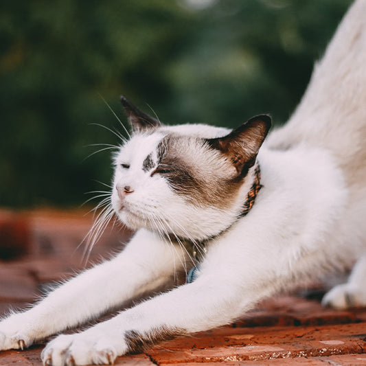 Understanding Cat Allergies: Tips for Allergic Owners