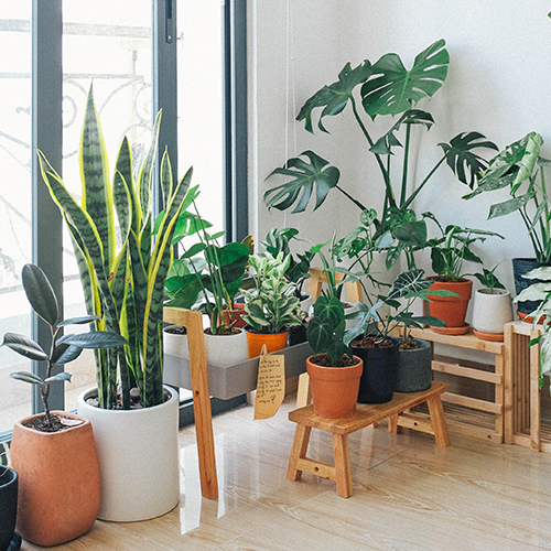Why EU Cats Eat and Dig Up Houseplants: Unveiling the Mystery