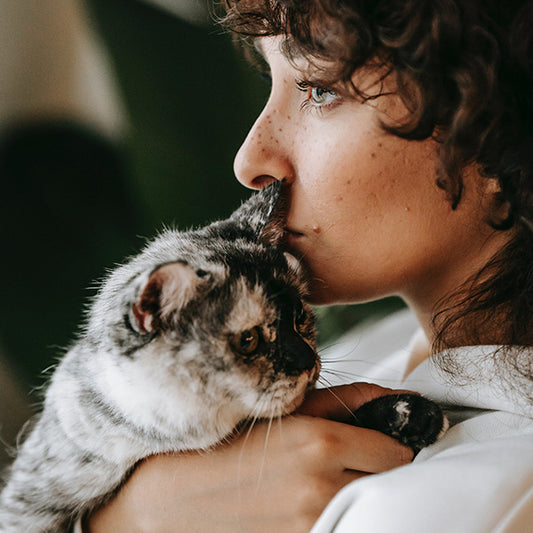10 Feline Tips for Choosing Your Perfect Pet
