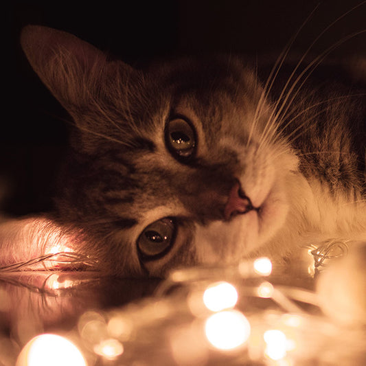 10 Reasons Your Cat Can't Stop Staring at You
