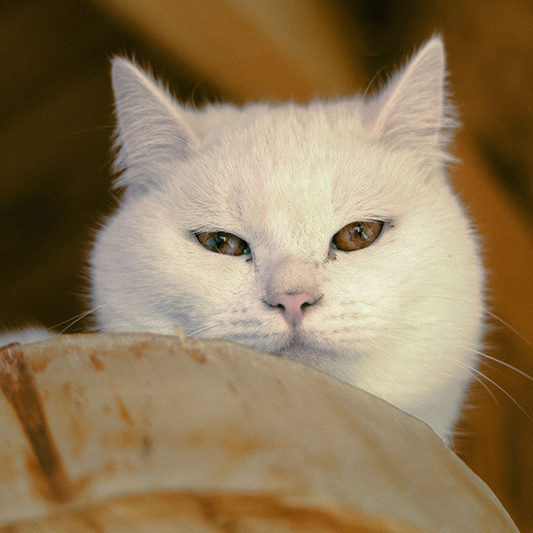 9 Secrets Hidden in Your Cat's Body Language