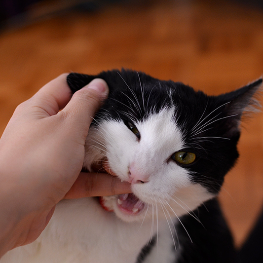 The Ultimate Guide to Dealing with Cat Bites
