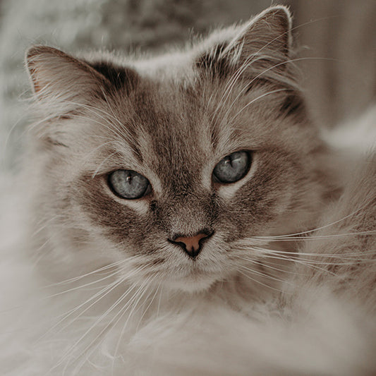 What You Need to Know About Cat Insurance in the EU