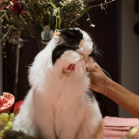Why Cats Sneeze (And How to Make it Stop!)