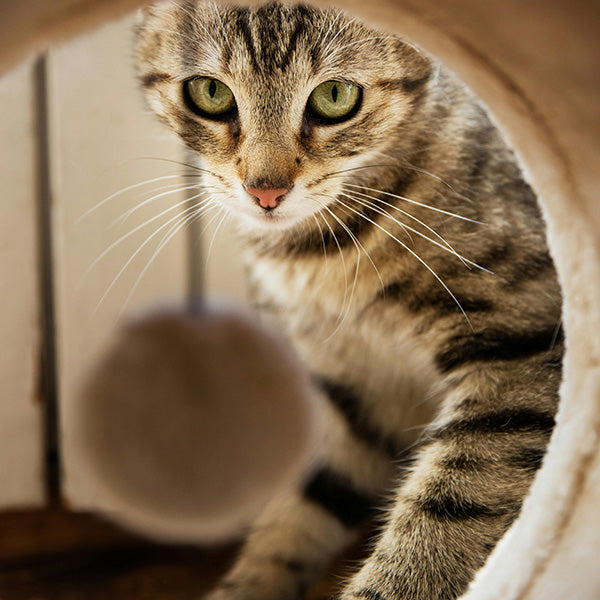 Maximize Your Cat's Entertainment with These 10 Tips
